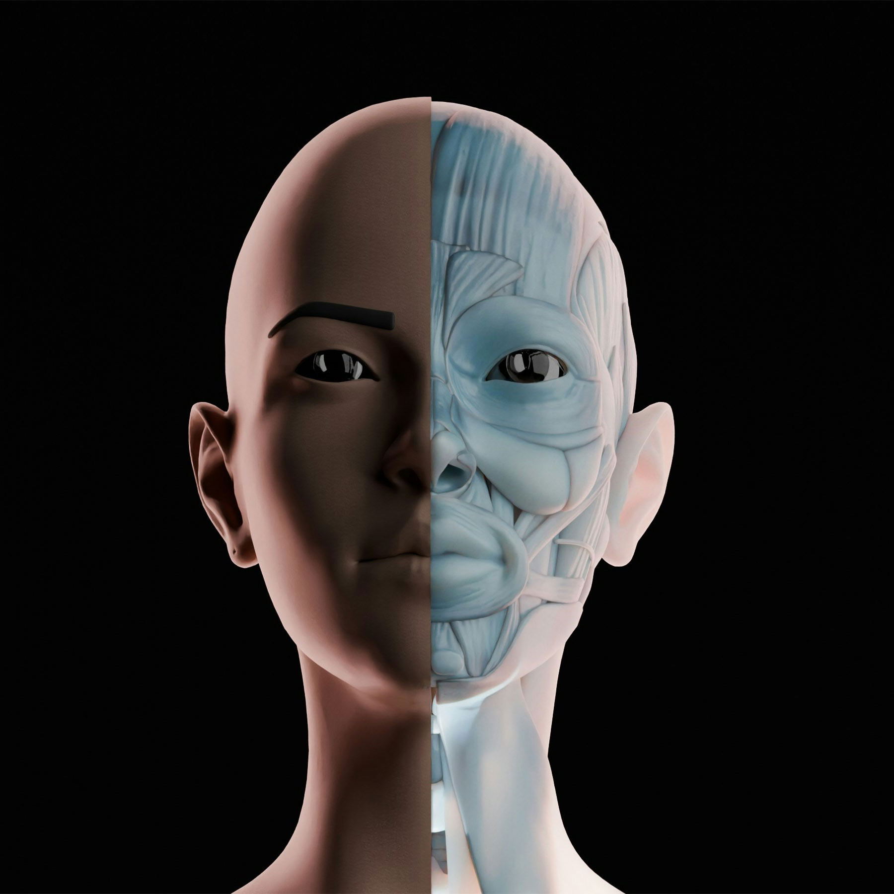 anatomical split-view render of a human head highlighting the underlying facial musculature and neurovascular pathways used in medical simulations